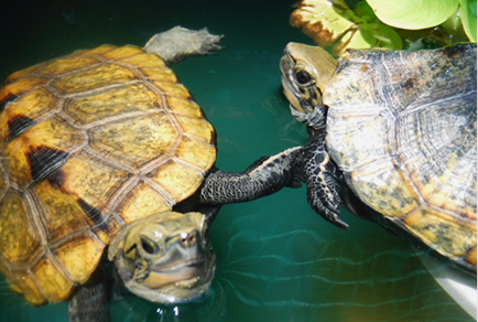 愛するペットの写真を年賀状にしたい！