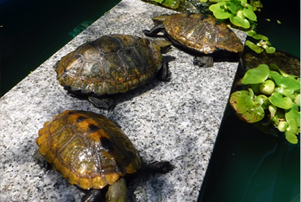 愛するペットの写真を年賀状にしたい！