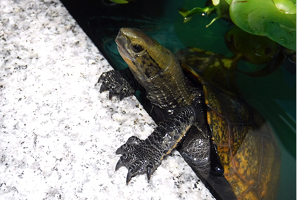 愛するペットの写真を年賀状にしたい！