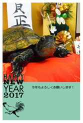 亀の年賀状