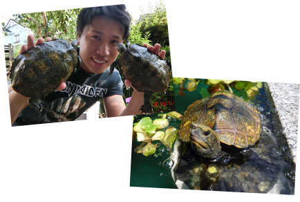 年賀状をきっかけに、カメのかわいさを伝えたい