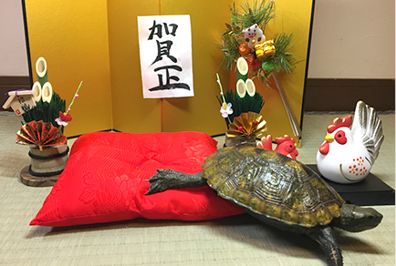 撮影はドタバタ!想像以上に動くカメたち
