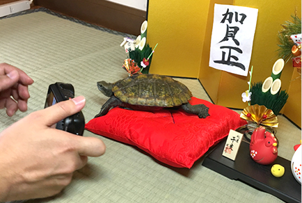 撮影はドタバタ!想像以上に動くカメたち