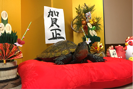 撮影はドタバタ!想像以上に動くカメたち